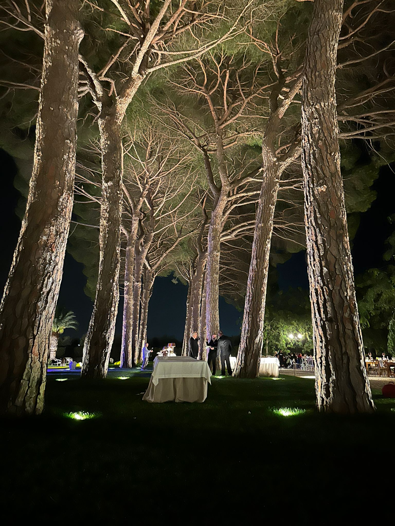 Illuminazione pineta